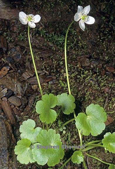 ranunculus hystriculus 4 graphic